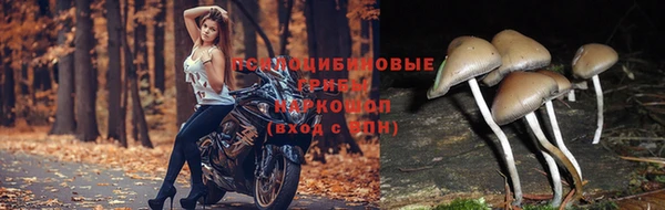 ПСИЛОЦИБИНОВЫЕ ГРИБЫ Михайловка