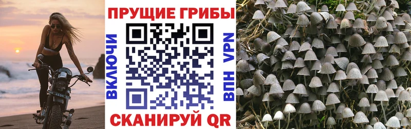 Псилоцибиновые грибы Cubensis Шали